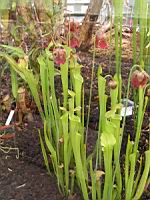 Sarracenia Rubra (ss-esp Alabamensis) (fam Sarraceniacees) (carnivore) (est des USA) (02) (Photo F. Mrugala)